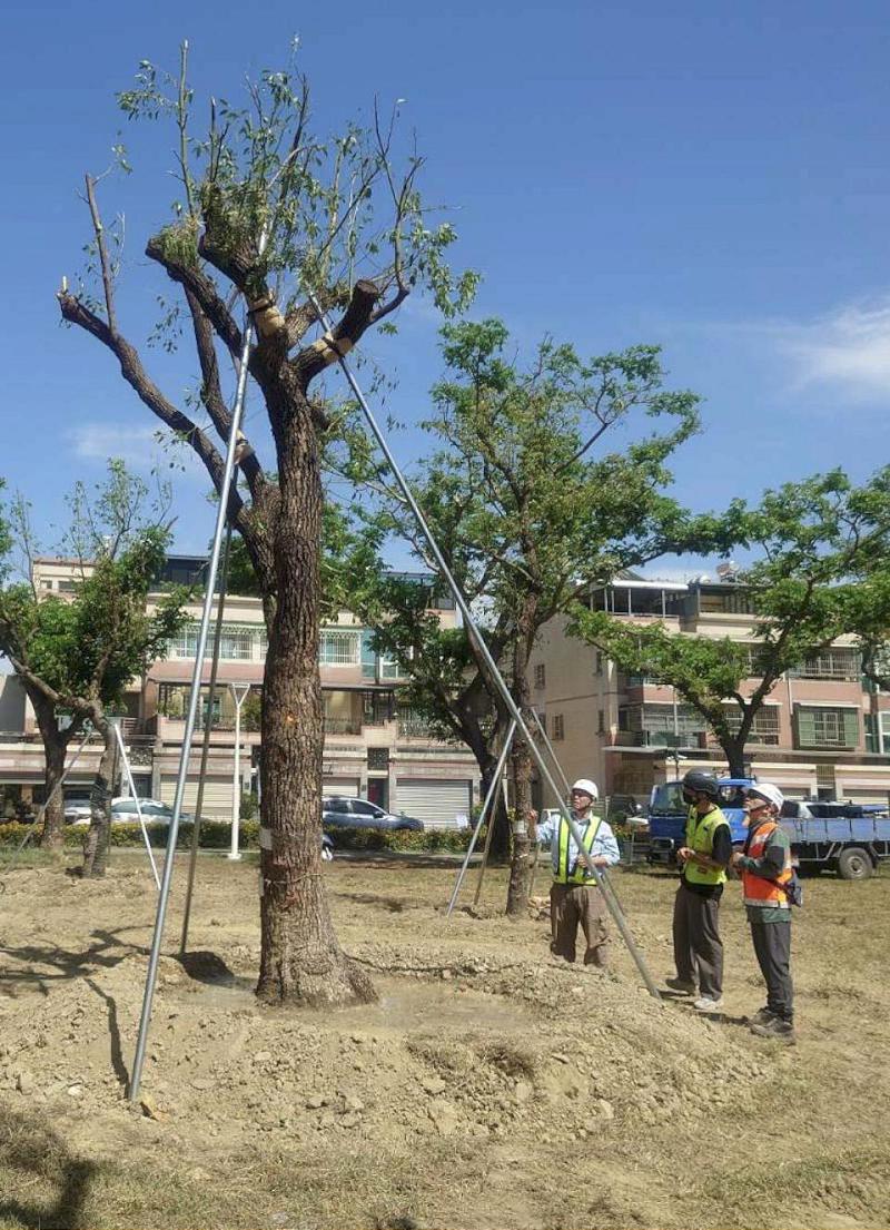 高捷黃線依相關規定移植鳳山區澄清路路樹 商請學者專家指導確保安全無虞