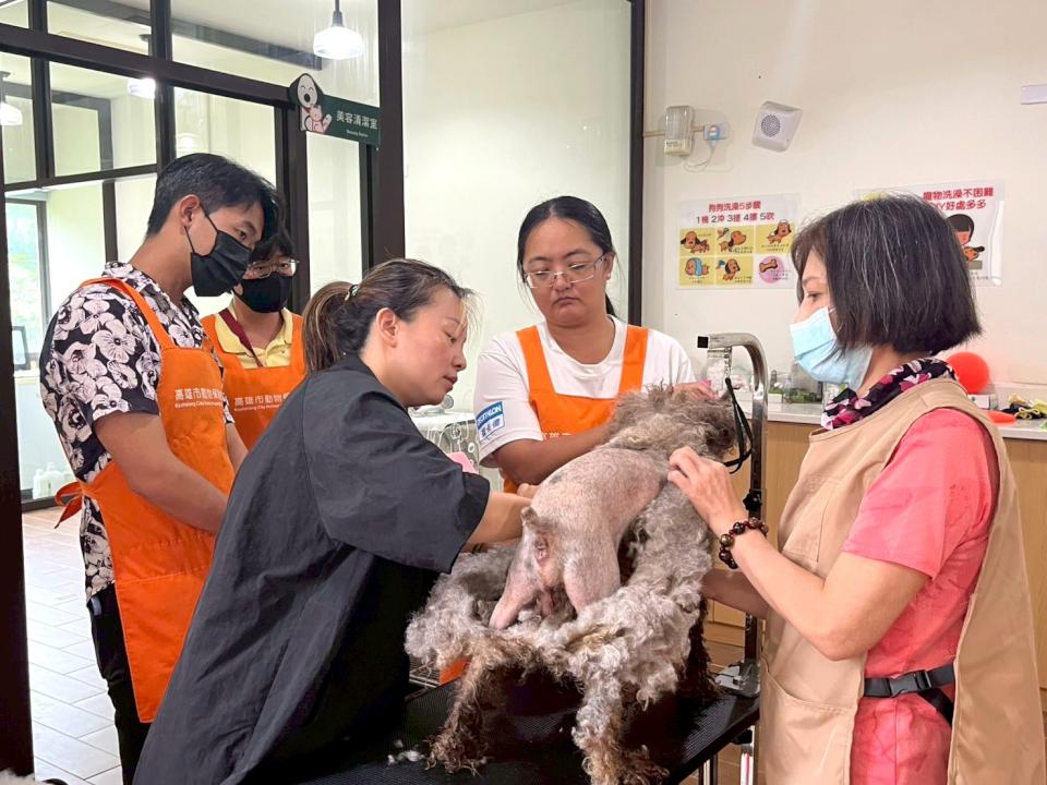 農業局動保處暑期8場訓犬課程逾200人參與 融入認養前中後全攻略