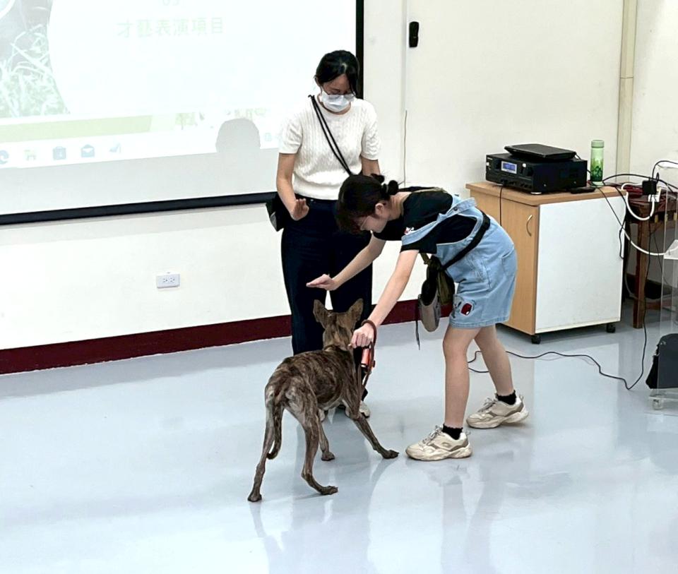 農業局動保處暑期8場訓犬課程逾200人參與 融入認養前中後全攻略