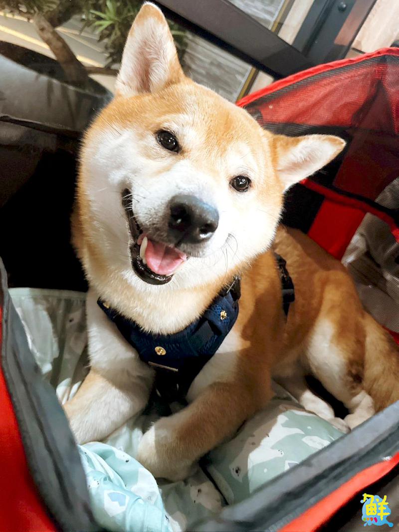 來自汪星加持的深夜食堂 柴柴啃吐司 讓鳳山饕客「啃」定的好手藝