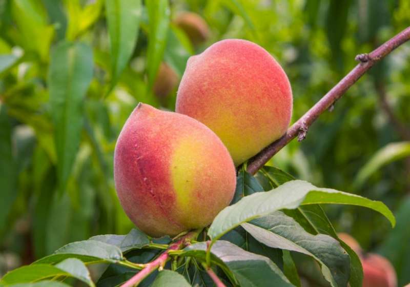 高雄原鄉夏季旅遊 一起「桃」來那瑪夏