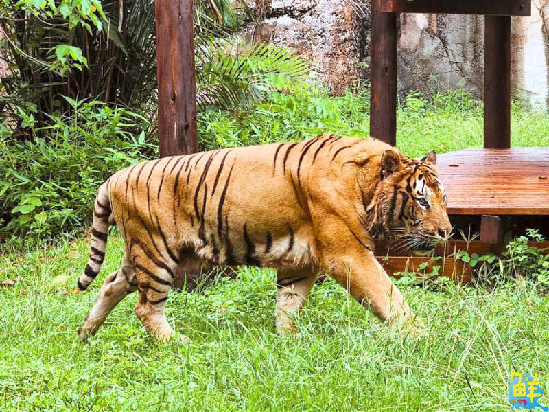 壽山動物園舉辦告示牌設計大賽 同步慶祝「光室咖啡」兩週年
