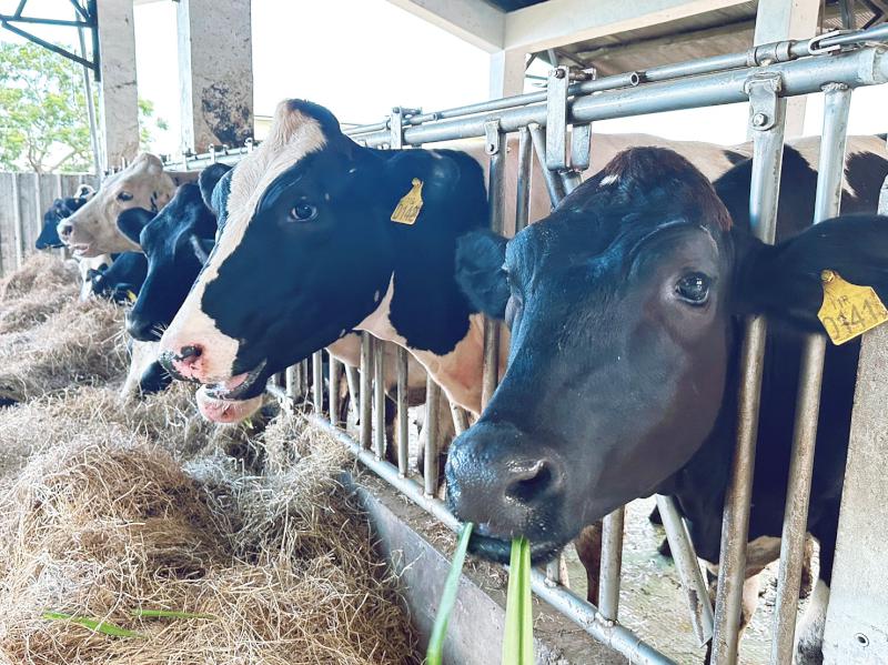 熱浪來襲就是要喝 大麻紅茶冰 保證讓您消暑解渴又上癮