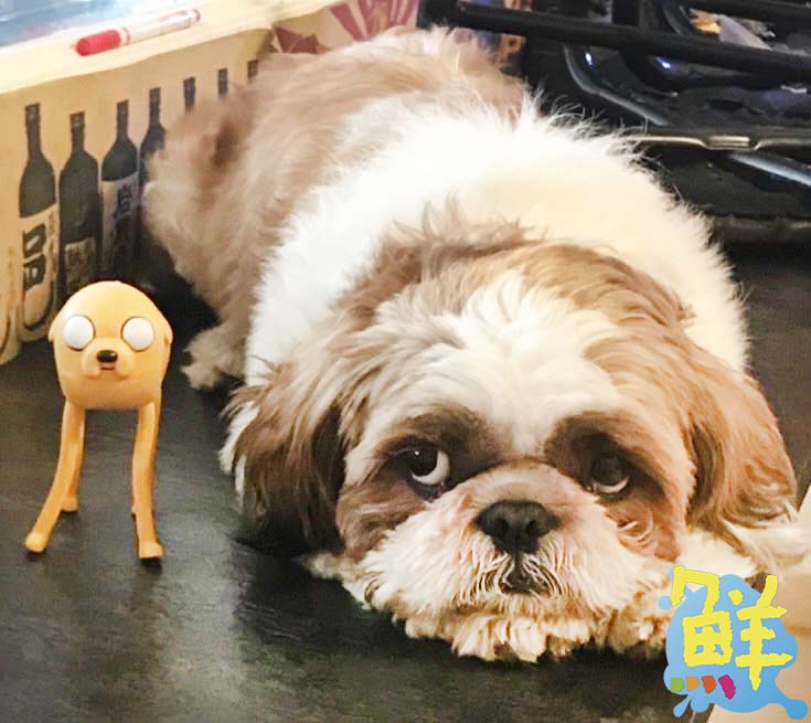 新興區人氣美食!一品堂 拉麵&蓋飯 吃飽吃巧好幸福