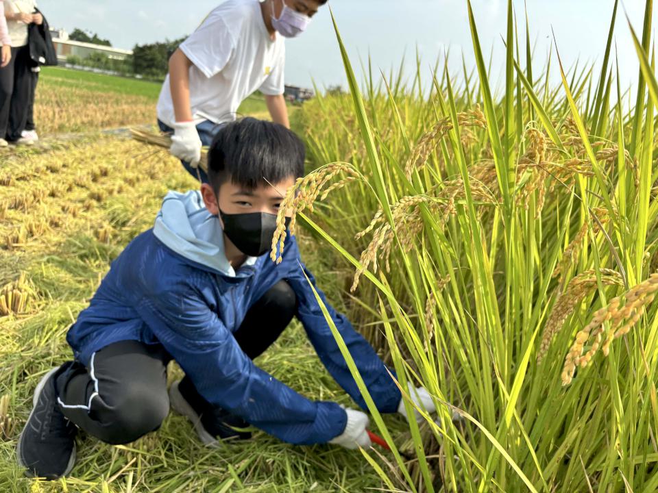 翁園國小應屆畢業生體驗割稻 校長龔宏仁演示割稻要領