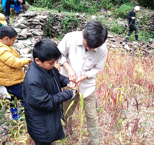 中山大學研究團隊攜手學校社區同好 復育屏縣霧台鄉好茶部落魯凱小米生態系統