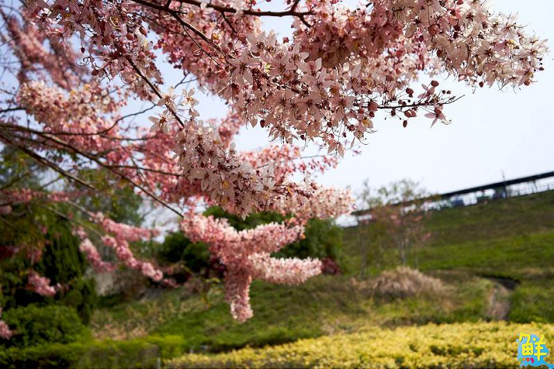 回憶殺見紅半價! 春滿尖山埤古早童玩大集合 免費體驗古早童玩趣