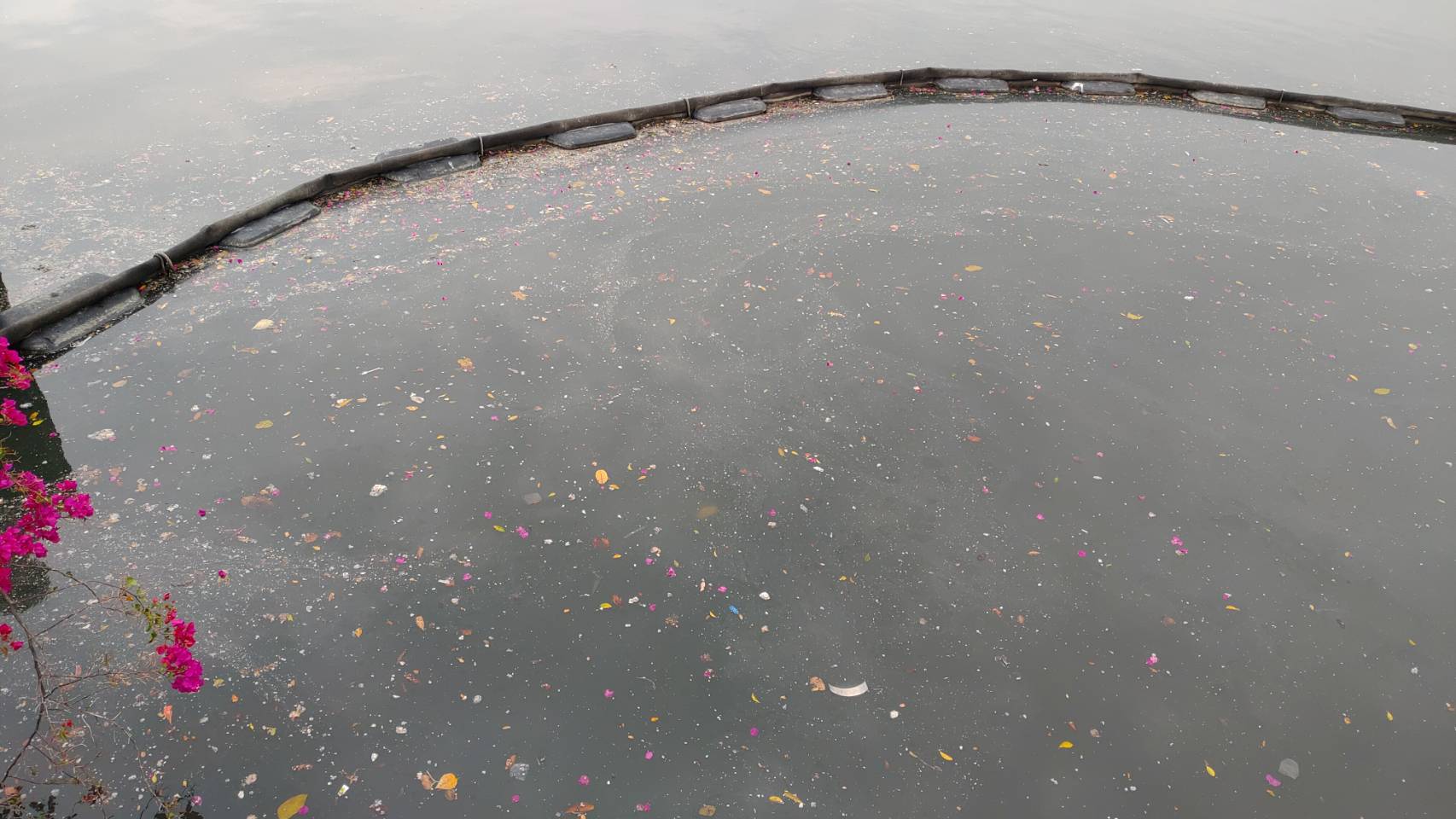 高雄愛河水面出現油花 現正加強撈除