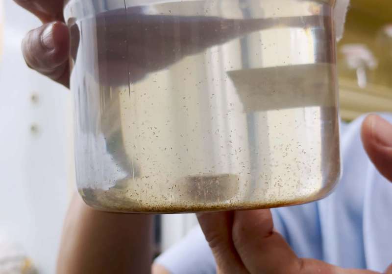 中山大學海科系師洪慶章跨國跨校團隊 證實海洋浮游動物糞粒排碳占全台逾3成