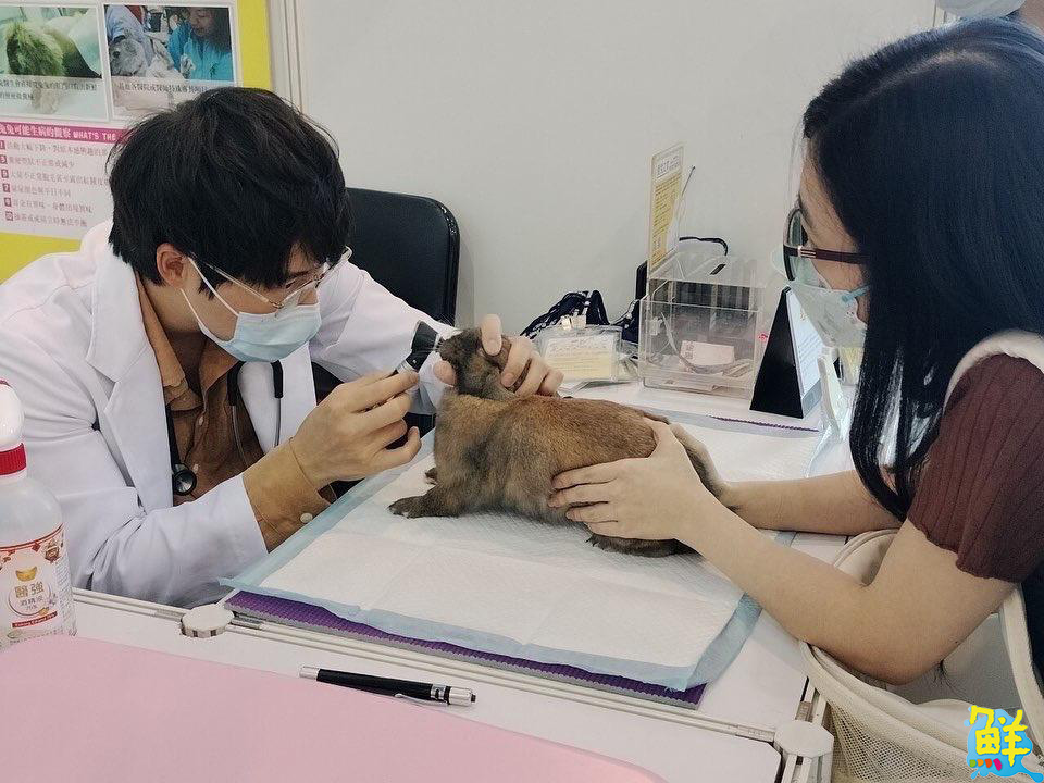 歡樂度中秋!高雄大立舉辦兔子認養會 同步推薦館內品牌與餐廳 滿足美食送禮雙需求