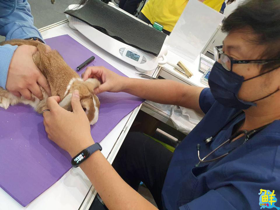 歡樂度中秋!高雄大立舉辦兔子認養會 同步推薦館內品牌與餐廳 滿足美食送禮雙需求