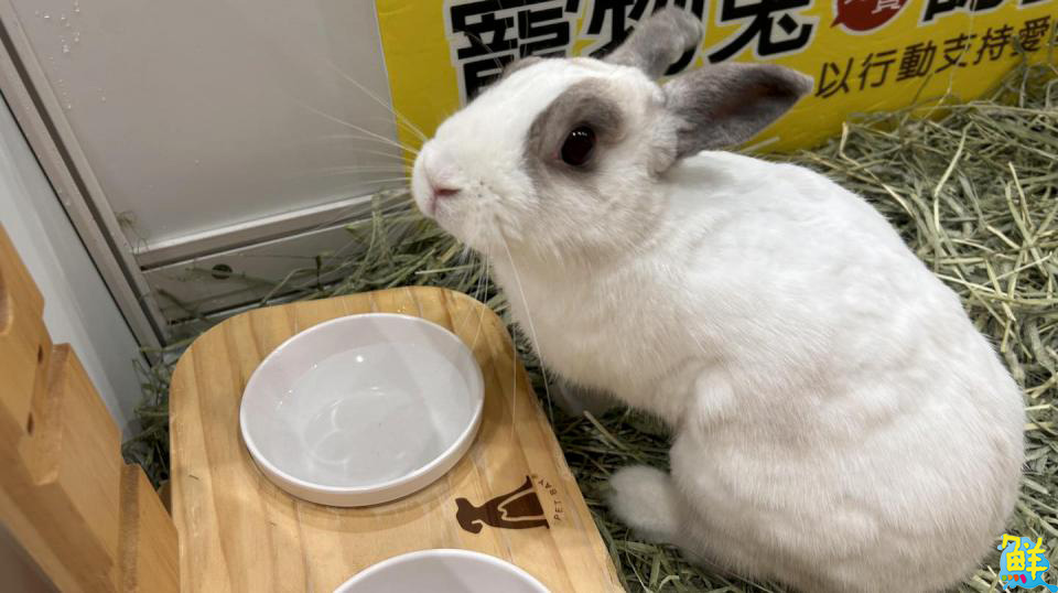 歡樂度中秋!高雄大立舉辦兔子認養會 同步推薦館內品牌與餐廳 滿足美食送禮雙需求