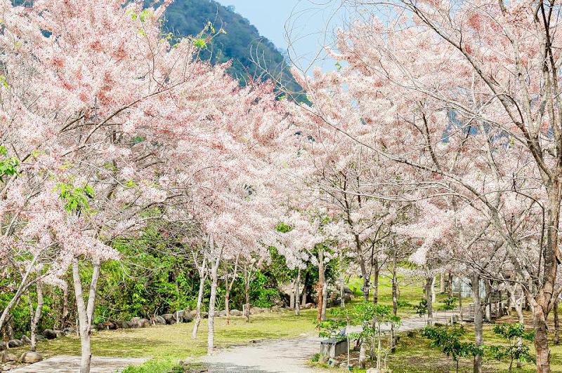 【第306期】一年就等這一檔  螢光閃閃  螢火蟲之歌～ 2025那瑪Shine巴金斯幻賞螢季開跑囉！ 