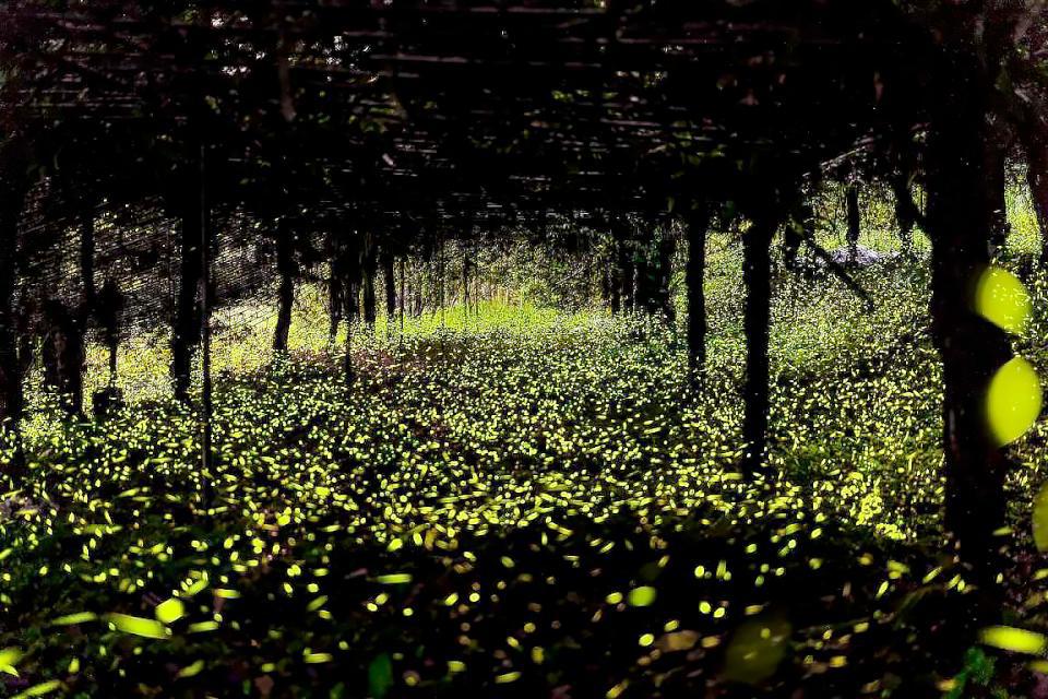 【第306期】一年就等這一檔  螢光閃閃  螢火蟲之歌～ 2025那瑪Shine巴金斯幻賞螢季開跑囉！ 