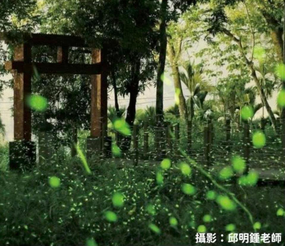 【第306期】一年就等這一檔  螢光閃閃  螢火蟲之歌～ 2025那瑪Shine巴金斯幻賞螢季開跑囉！ 