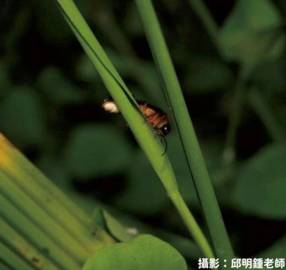 【第306期】一年就等這一檔  螢光閃閃  螢火蟲之歌～ 2025那瑪Shine巴金斯幻賞螢季開跑囉！ 