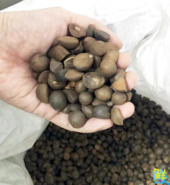 年節伴手禮 蔓油苦茶油 吃得苦茶油 方為人上人