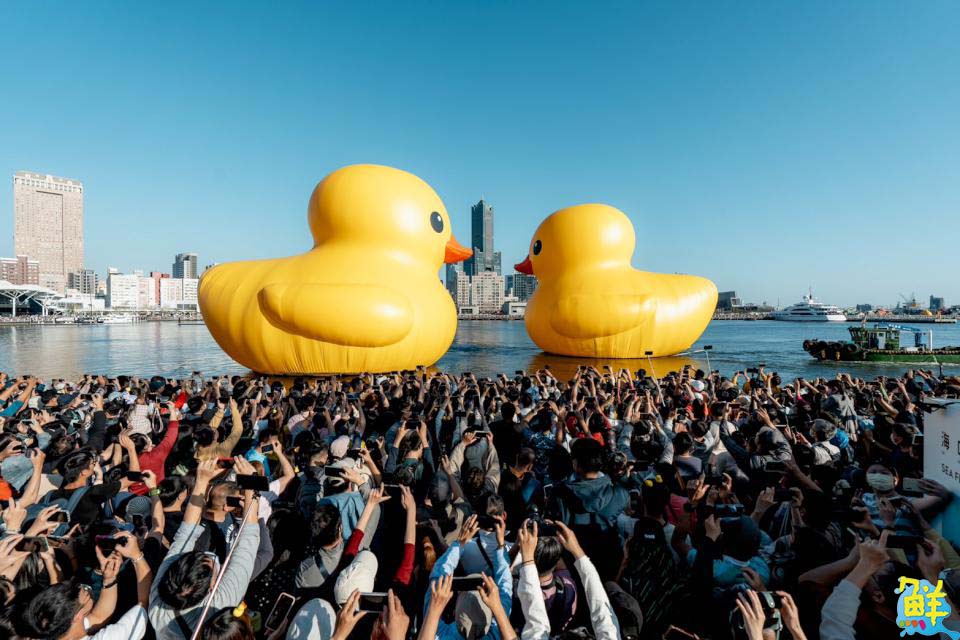 全球首創小鴨遊港動態秀！雙鴨放閃、曬恩愛 賞鴨累計600萬人破紀錄