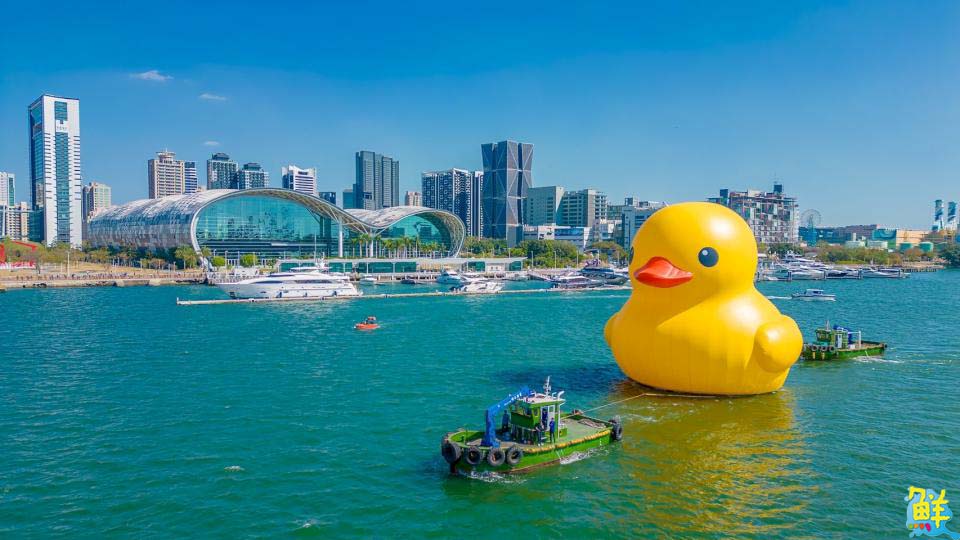 全球首創小鴨遊港動態秀！雙鴨放閃、曬恩愛 賞鴨累計600萬人破紀錄