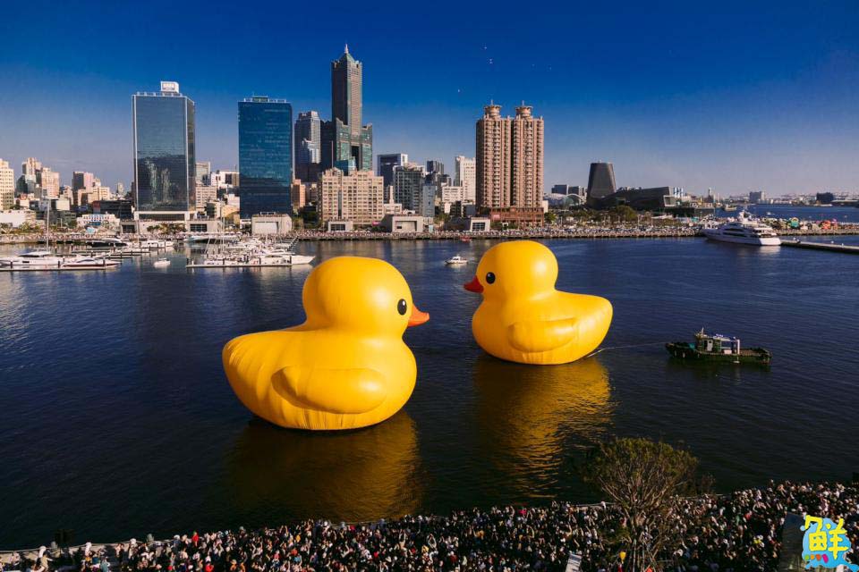 全球首創小鴨遊港動態秀！雙鴨放閃、曬恩愛 賞鴨累計600萬人破紀錄