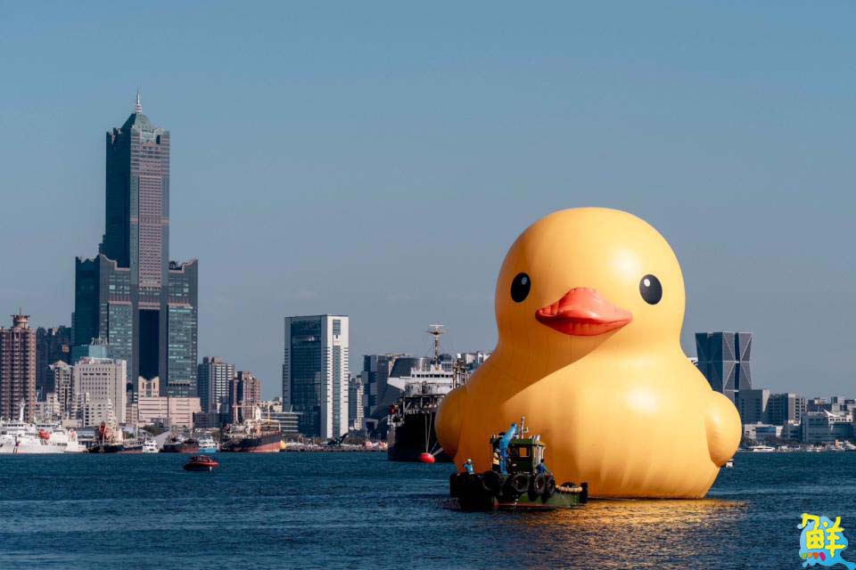 全球首創小鴨遊港動態秀！雙鴨放閃、曬恩愛 賞鴨累計600萬人破紀錄
