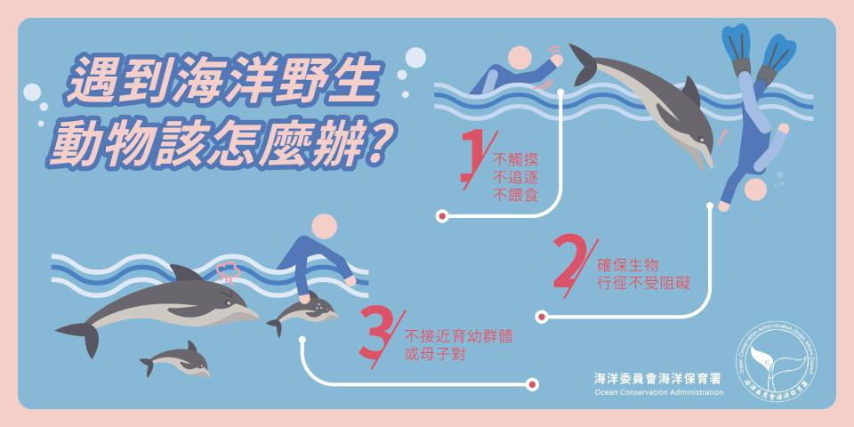 台遊客模里西斯觸摸抹香鯨還拍照惹議 海保署呼籲遵守法規維護生態