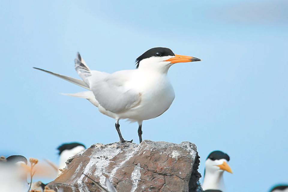 【第307期】澎南商圈探訪趣II 璀璨華麗 海上繁花2025 澎湖國際花火節 視覺頂級享受!700台史努比主題無人機秀