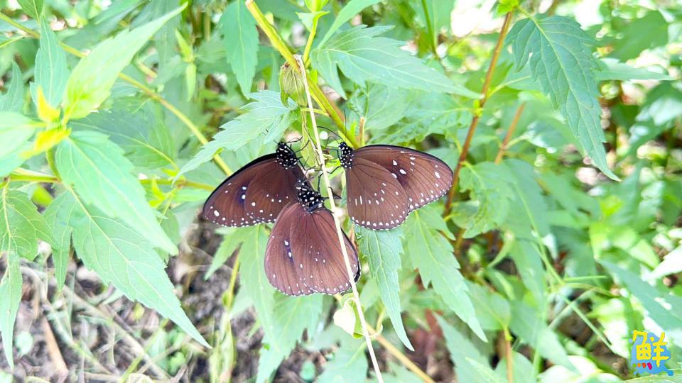 尖山埤「蝴蝶月」優惠多 母親節媽媽免門票