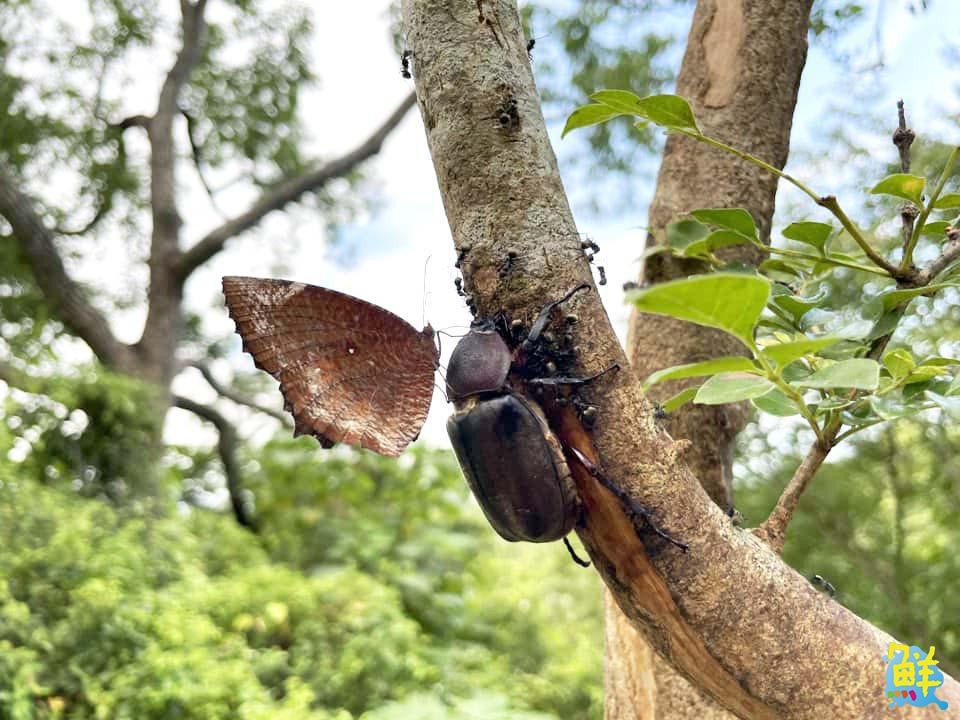 尖山埤「蝴蝶月」優惠多 母親節媽媽免門票