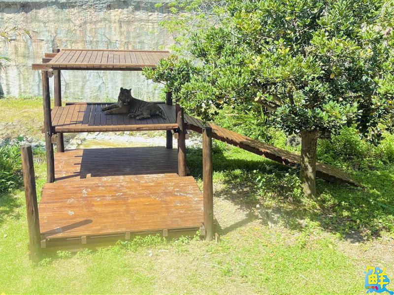 竇智孔跨界代言   壽山動物園「老虎棲架計畫」獲企業響應