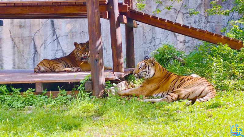 竇智孔跨界代言   壽山動物園「老虎棲架計畫」獲企業響應