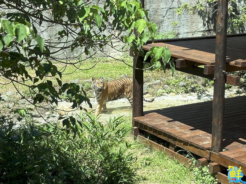 竇智孔跨界代言   壽山動物園「老虎棲架計畫」獲企業響應